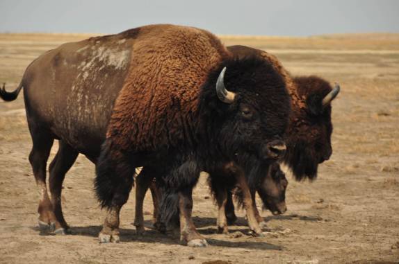 Encontro com bisões no Badlands National Park, em South Dakota, nos Estados Unidos